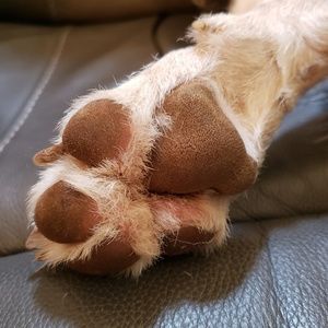 Meet your Posher, Shelly